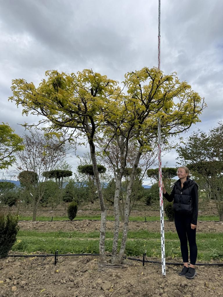 Gleditsia triacanthos 'Sunburst' Dachform
