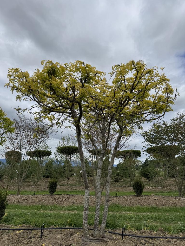 Gleditsia triacanthos 'Sunburst' Dachform
