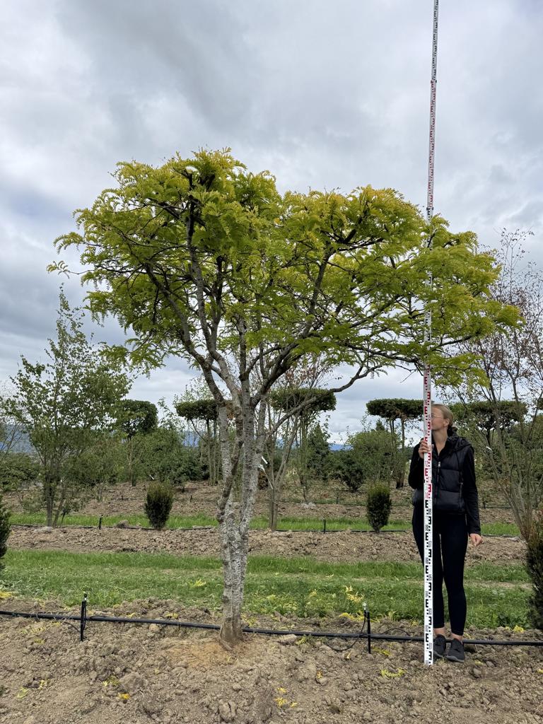 Gleditsia triacanthos 'Sunburst' Dachform