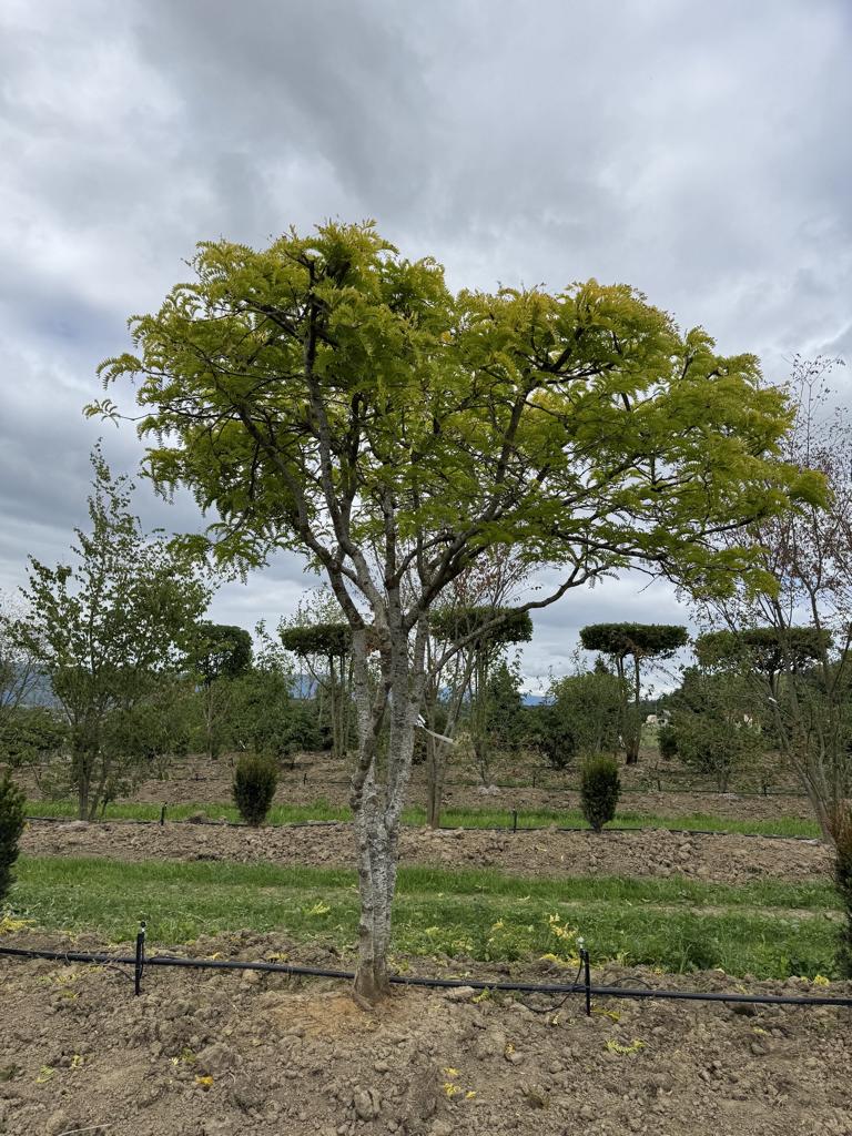 Gleditsia triacanthos 'Sunburst' Dachform