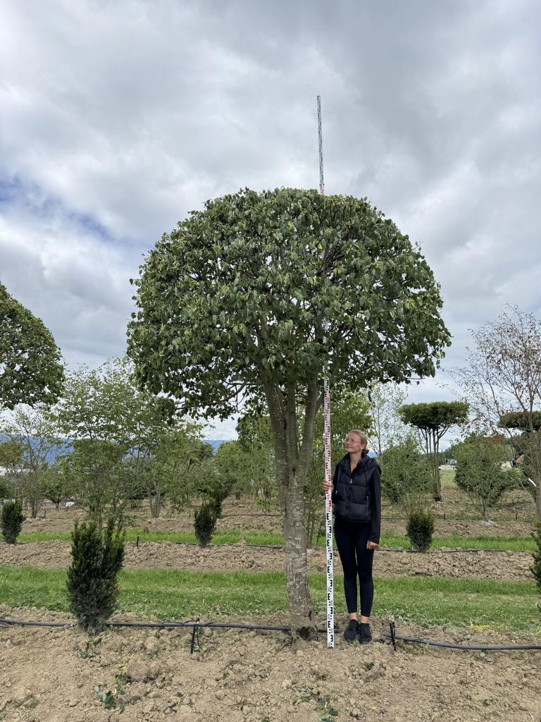 Tilia cordata dachförmig