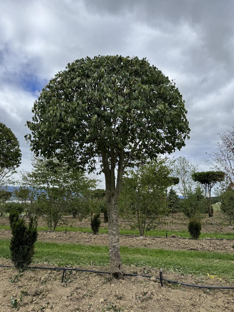 Tilia cordata dachförmig