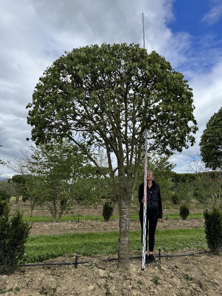 Tilia cordata dachförmig