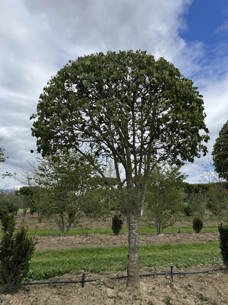 Tilia cordata dachförmig
