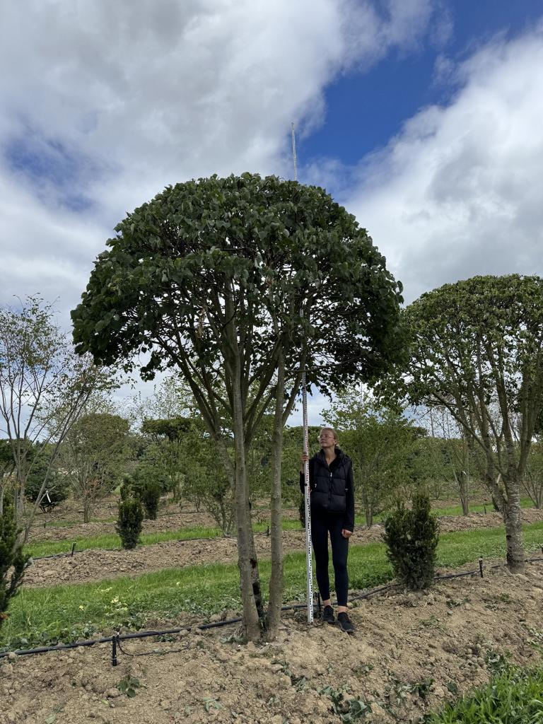 Tilia cordata dachförmig