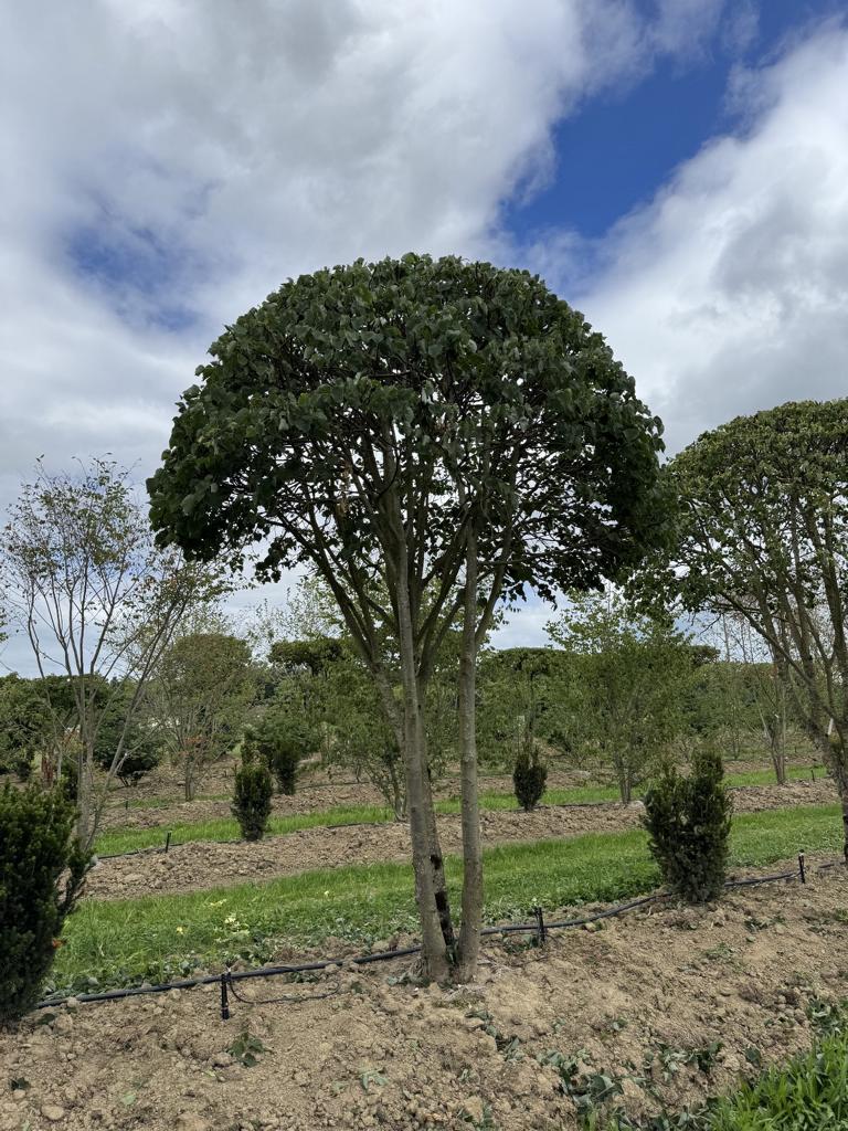 Tilia cordata dachförmig