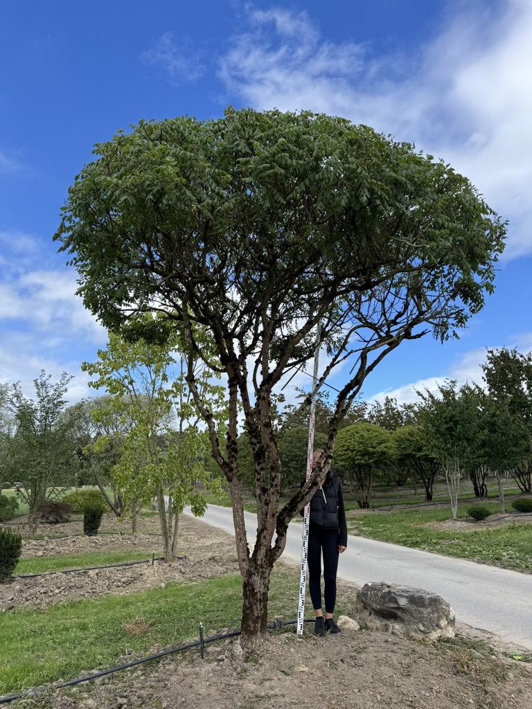 Koelreuteria paniculata Schirmform