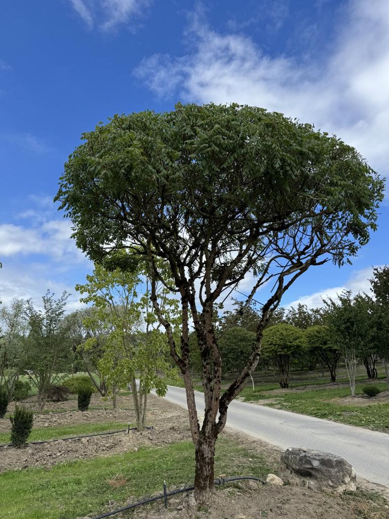 Koelreuteria paniculata Schirmform