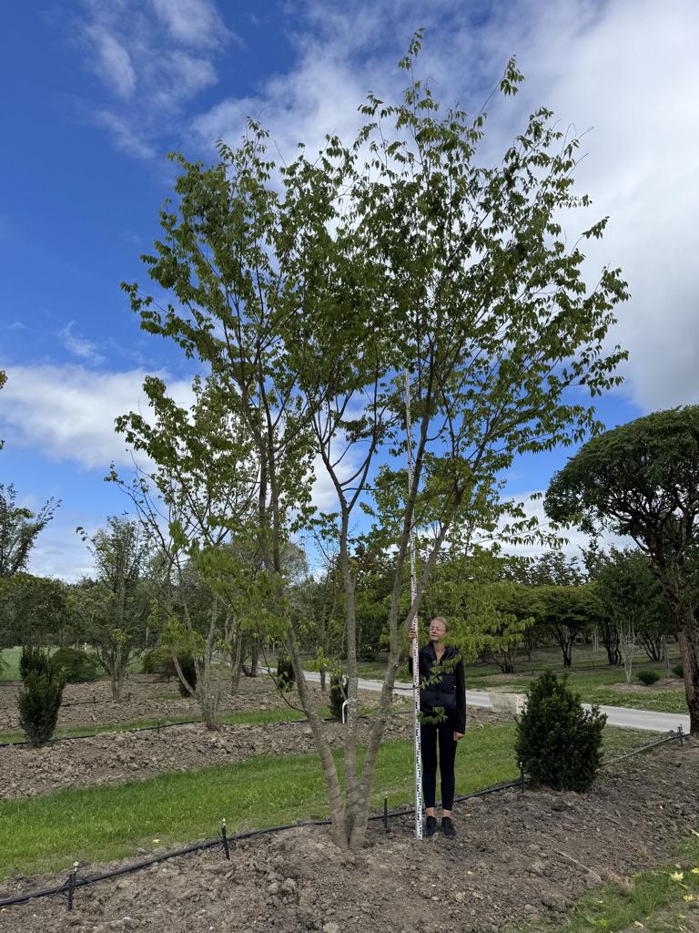 Zelkova serrata