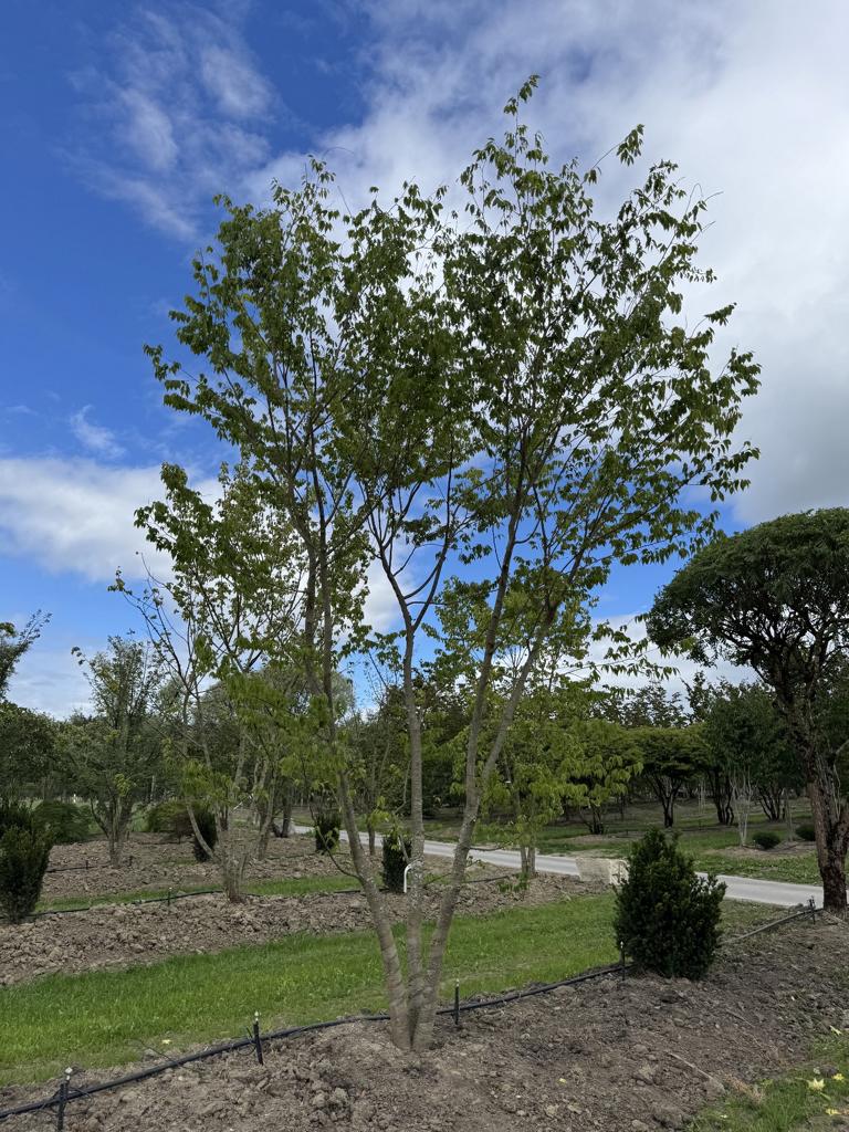 Zelkova serrata
