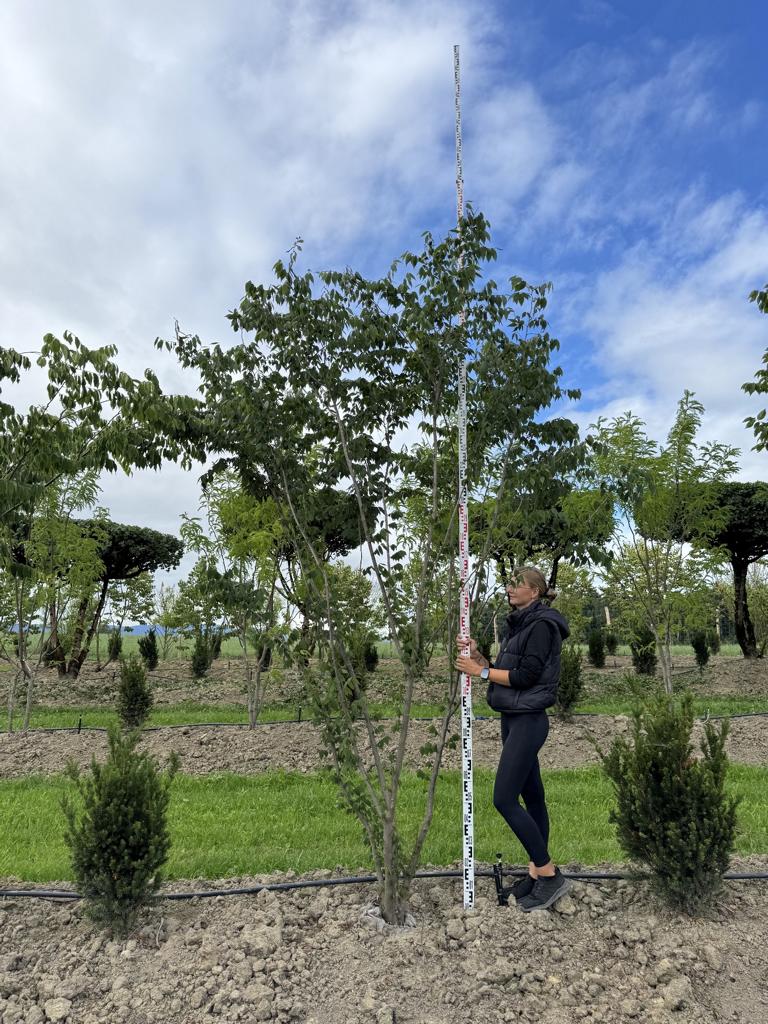 Zelkova serrata