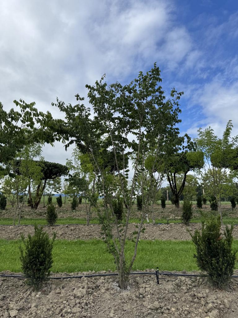 Zelkova serrata