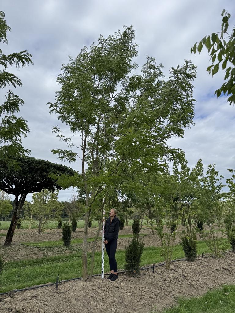 Gleditsia triacanthos 'Skyline'