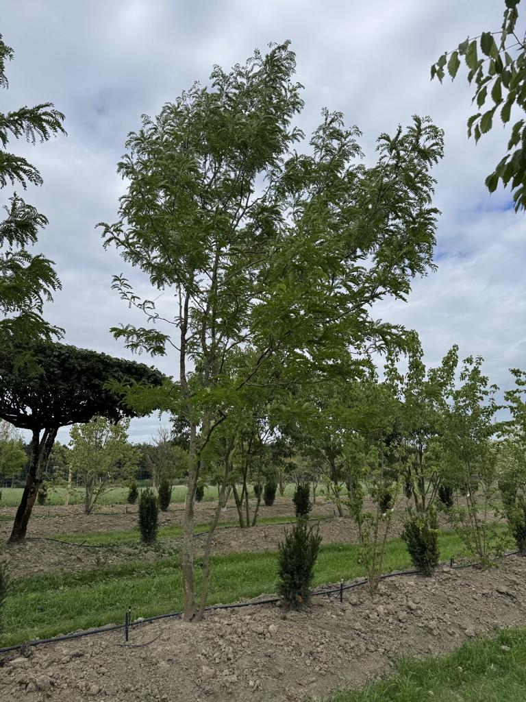 Gleditsia triacanthos 'Skyline'