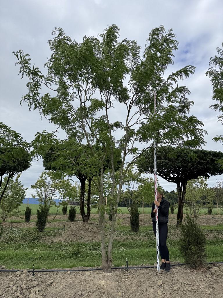 Gleditsia triacanthos 'Skyline'