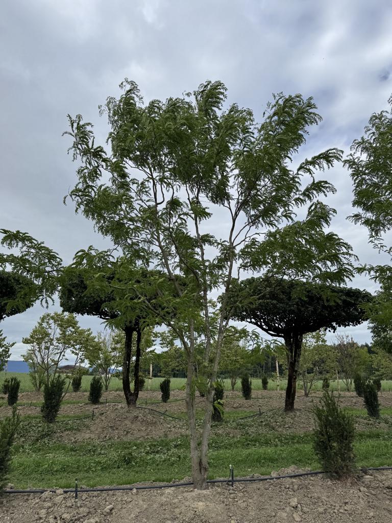 Gleditsia triacanthos 'Skyline'