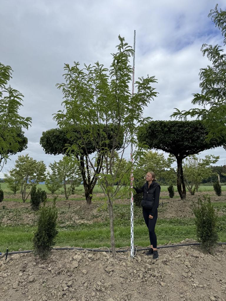Gleditsia triacanthos 'Skyline'