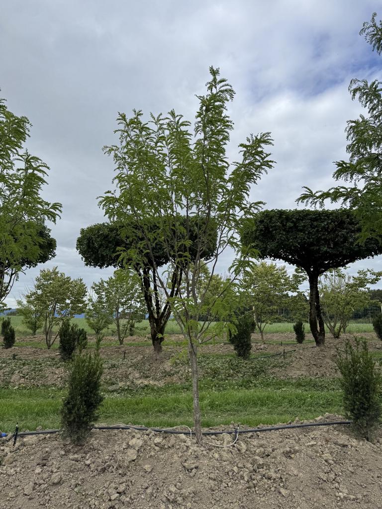 Gleditsia triacanthos 'Skyline'