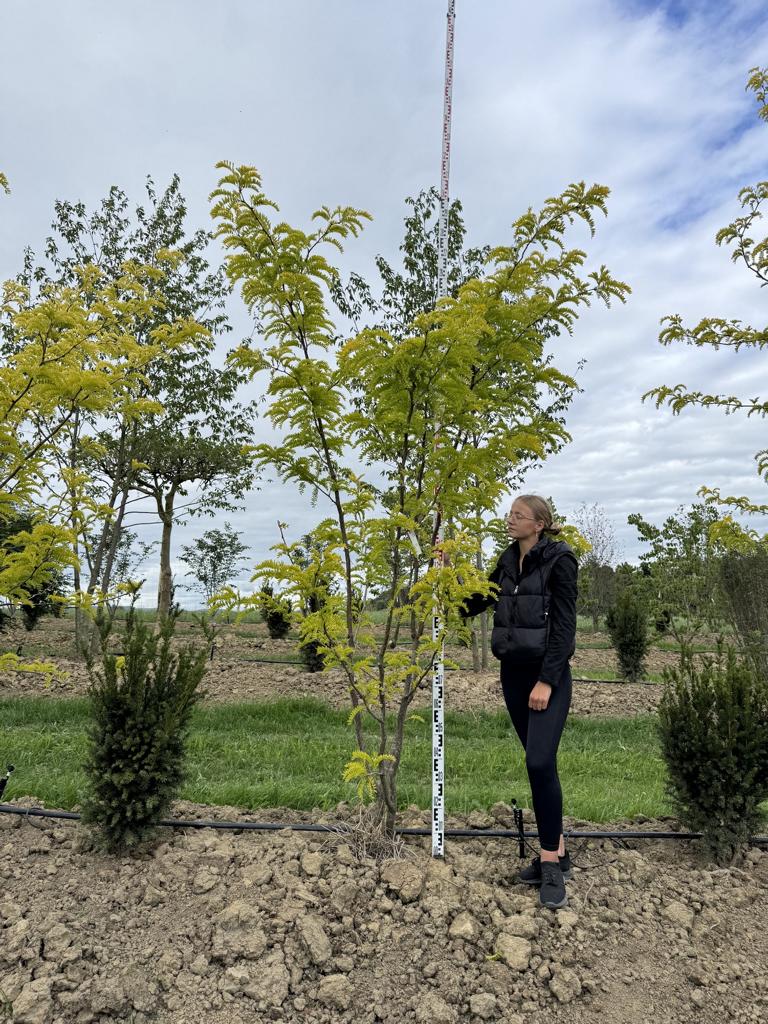 Gleditsia triacanthos 'Sunburst'