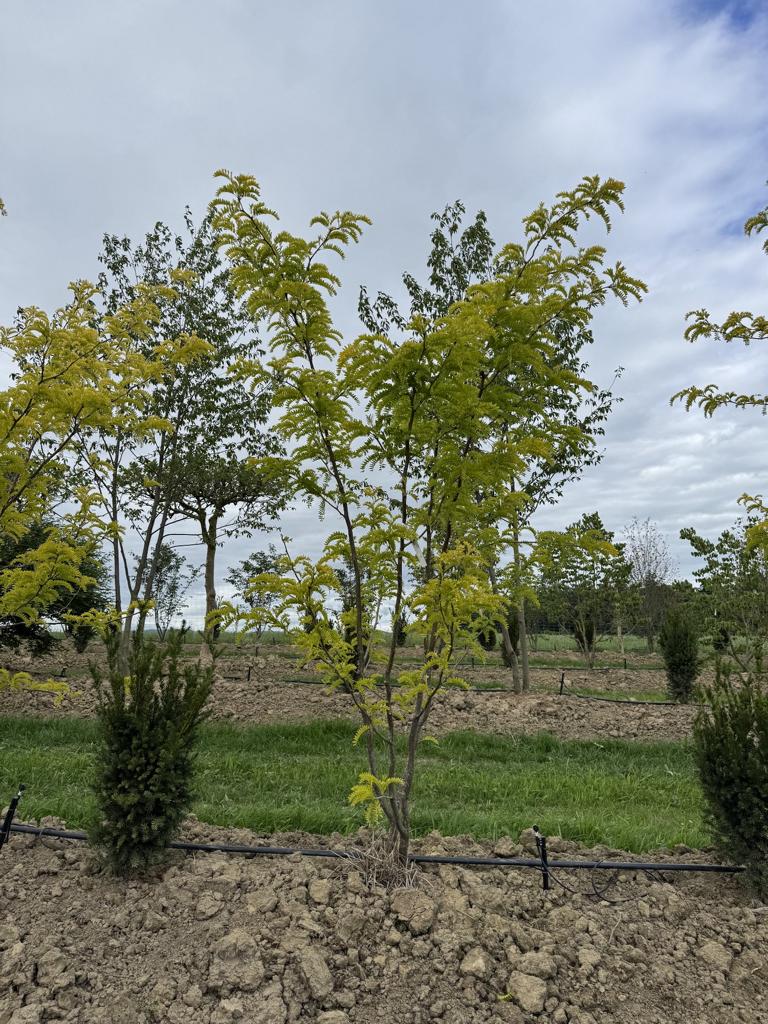 Gleditsia triacanthos 'Sunburst'