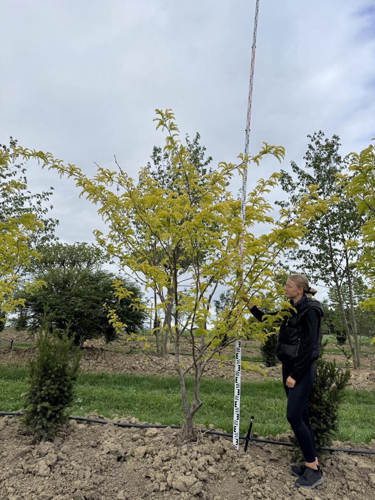 Gleditsia triacanthos 'Sunburst'