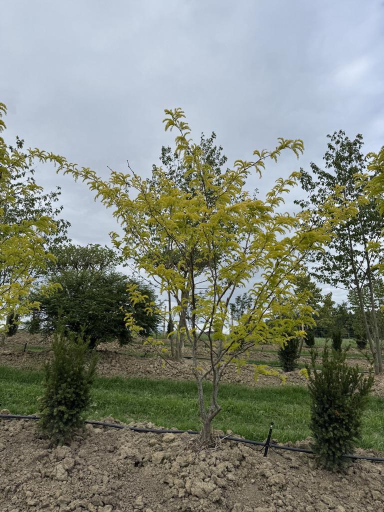 Gleditsia triacanthos 'Sunburst'