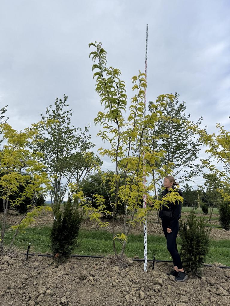 Gleditsia triacanthos 'Sunburst'