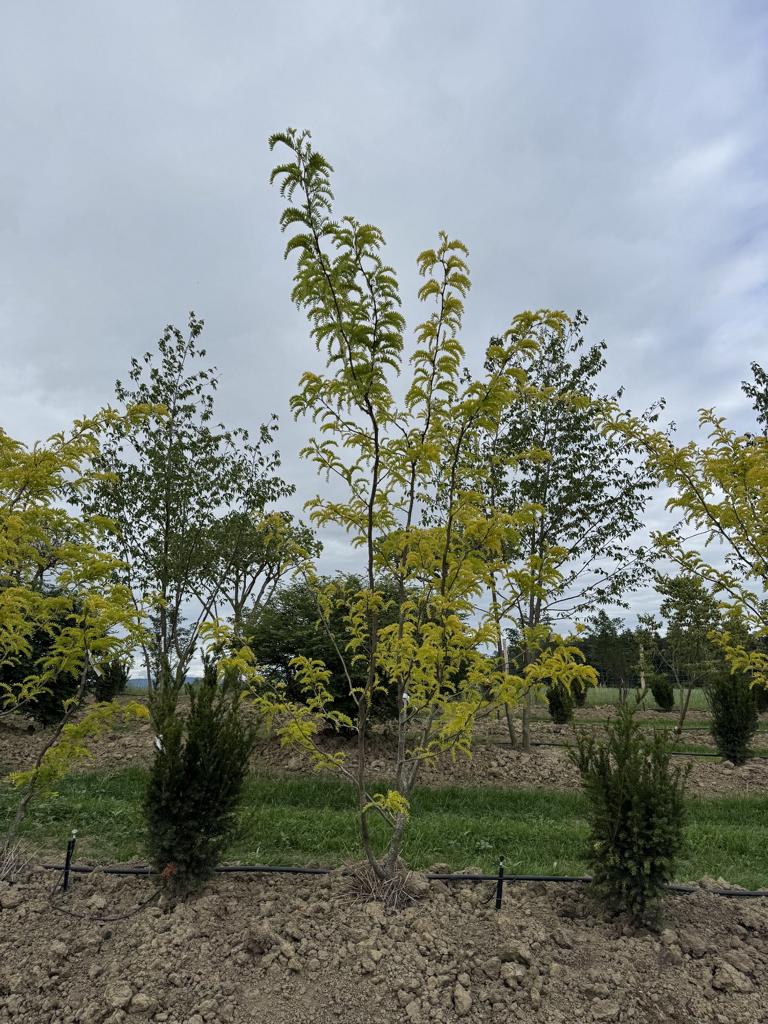 Gleditsia triacanthos 'Sunburst'