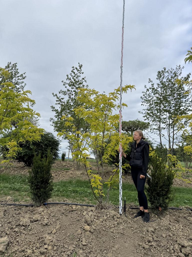 Gleditsia triacanthos 'Sunburst'