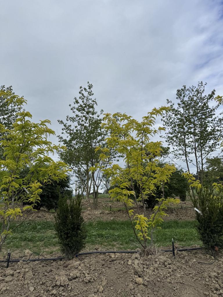 Gleditsia triacanthos 'Sunburst'