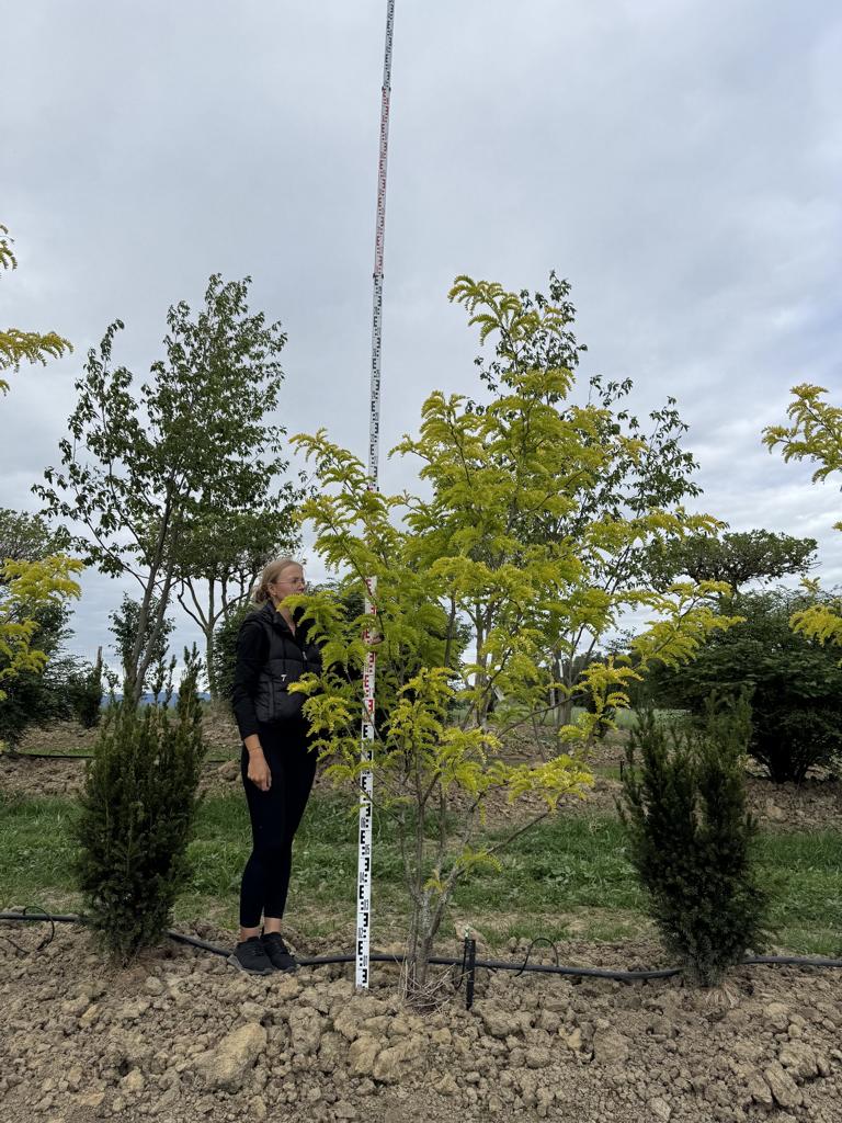 Gleditsia triacanthos 'Sunburst'