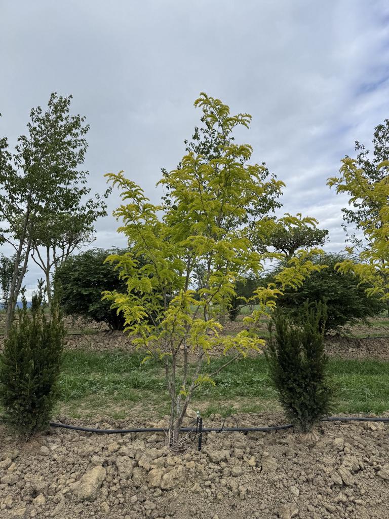 Gleditsia triacanthos 'Sunburst'