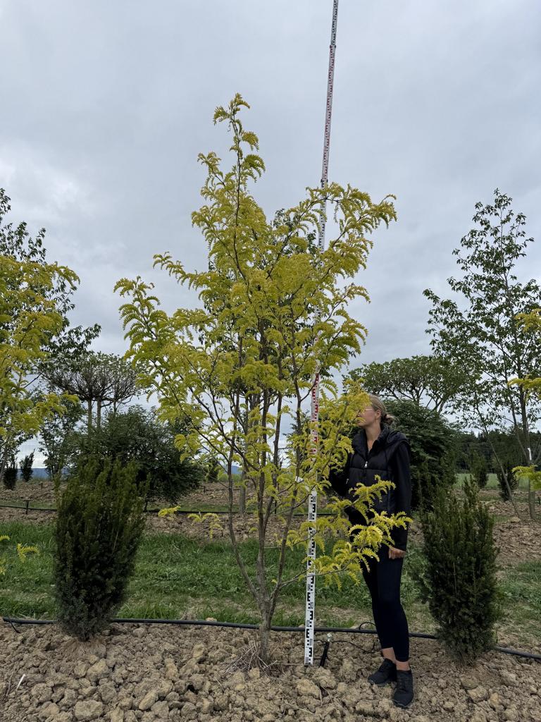 Gleditsia triacanthos 'Sunburst'