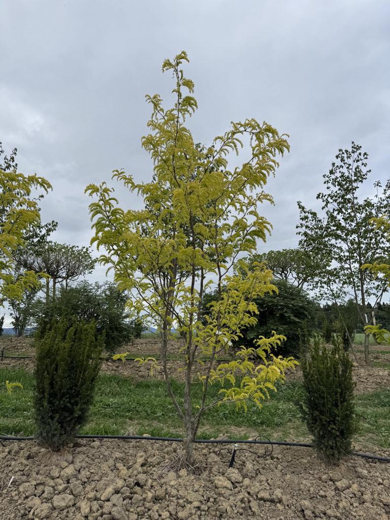 Gleditsia triacanthos 'Sunburst'