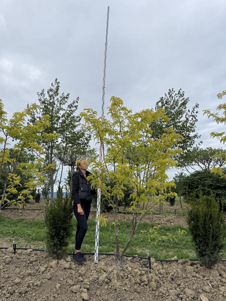 Gleditsia triacanthos 'Sunburst'