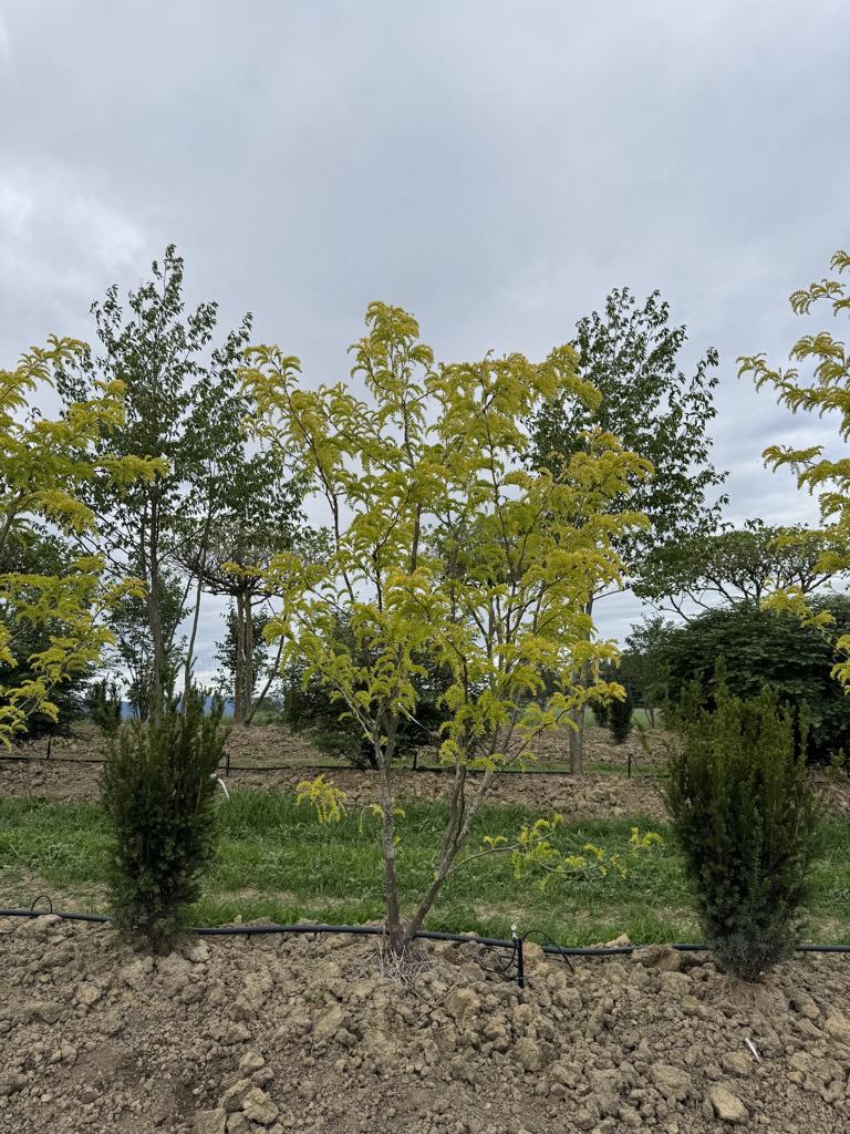 Gleditsia triacanthos 'Sunburst'