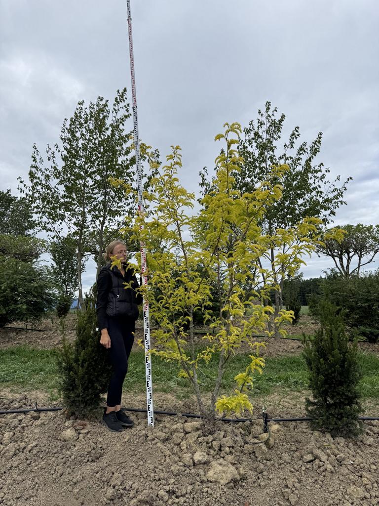 Gleditsia triacanthos 'Sunburst'