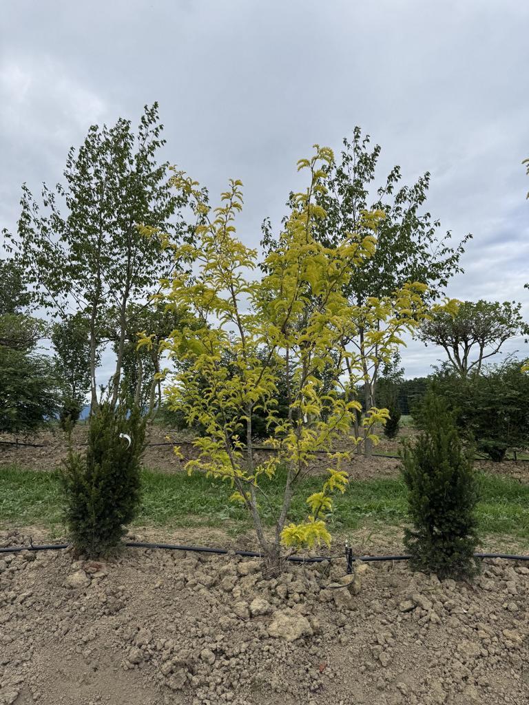 Gleditsia triacanthos 'Sunburst'