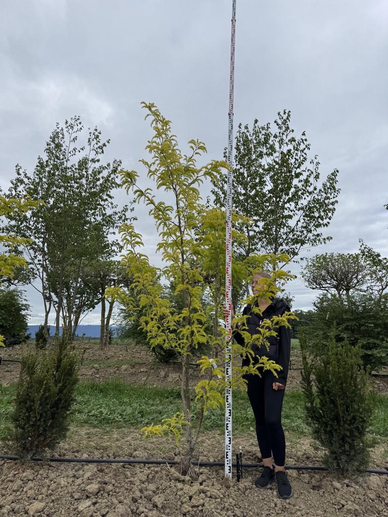 Gleditsia triacanthos 'Sunburst'