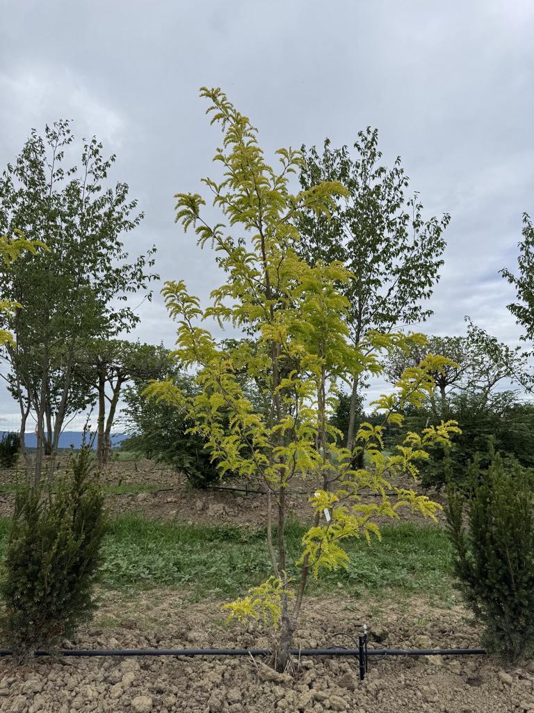 Gleditsia triacanthos 'Sunburst'