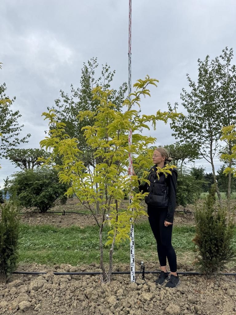 Gleditsia triacanthos 'Sunburst'