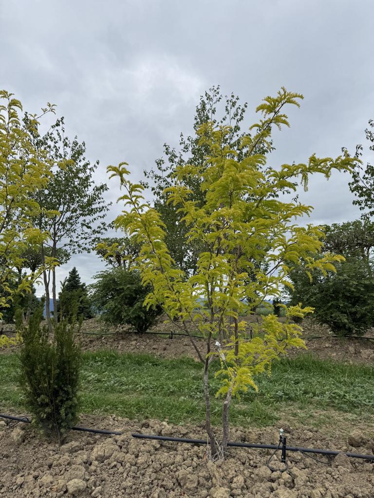 Gleditsia triacanthos 'Sunburst'