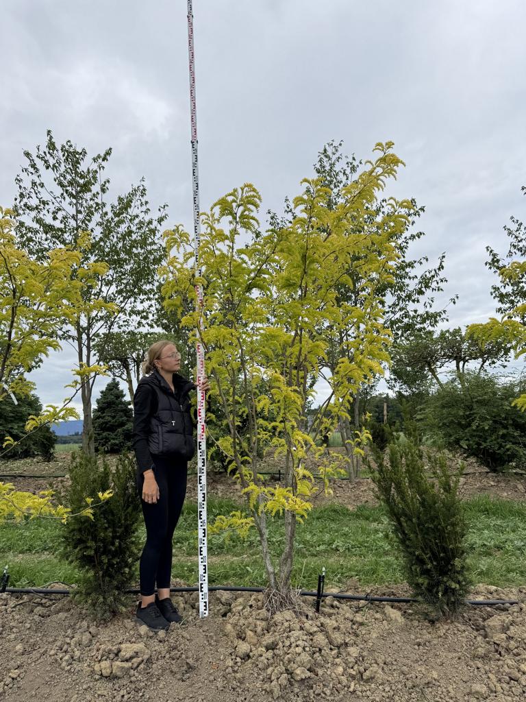 Gleditsia triacanthos 'Sunburst'