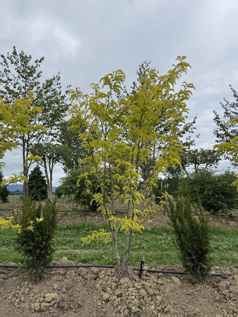 Gleditsia triacanthos 'Sunburst'