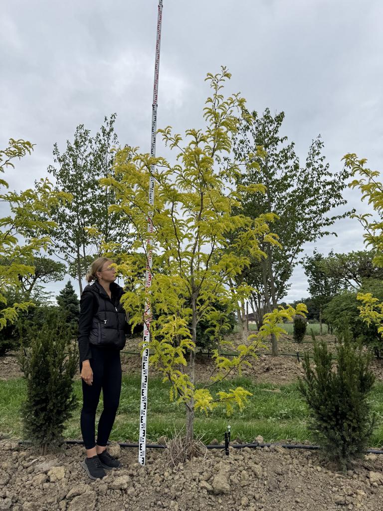 Gleditsia triacanthos 'Sunburst'
