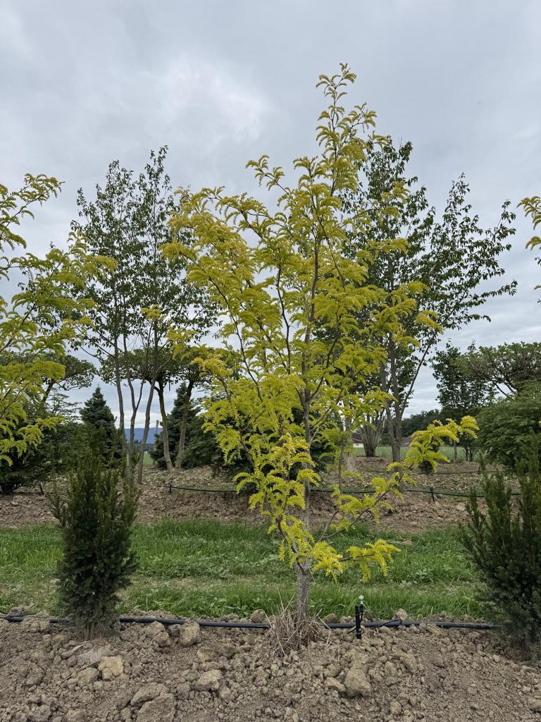 Gleditsia triacanthos 'Sunburst'