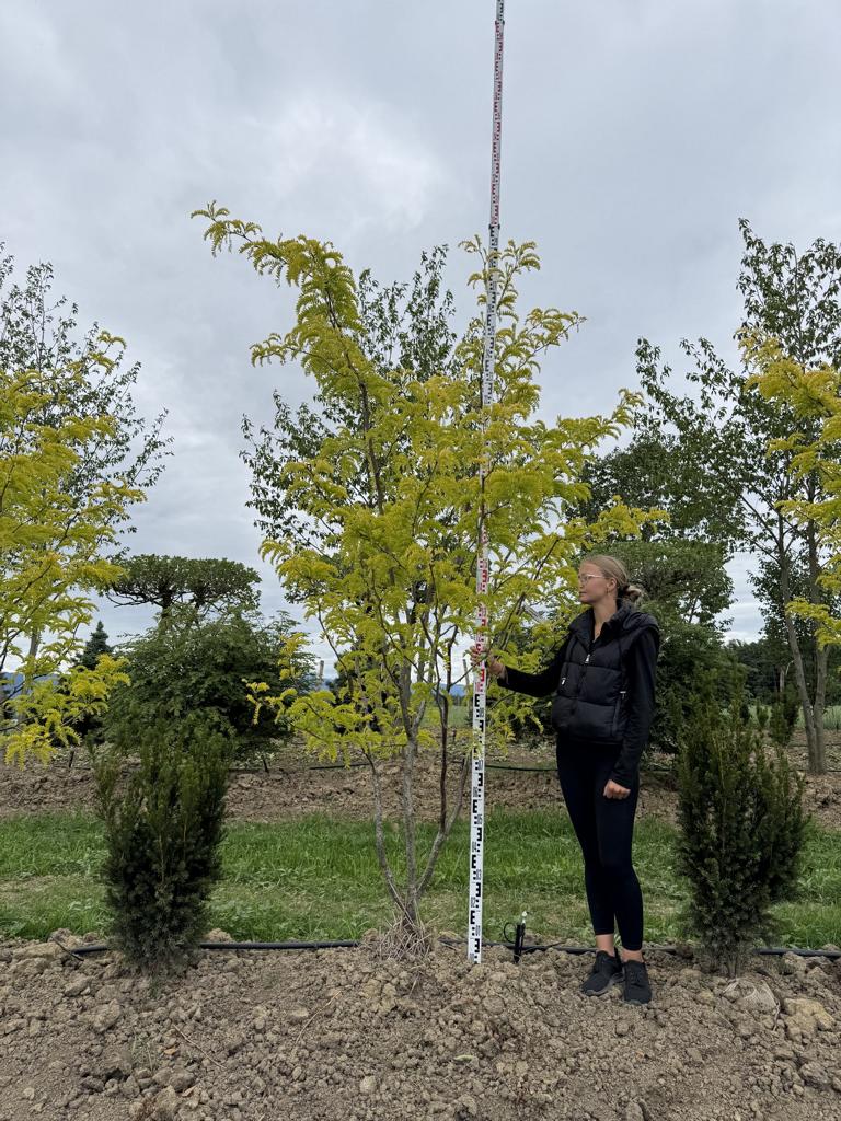 Gleditsia triacanthos 'Sunburst'