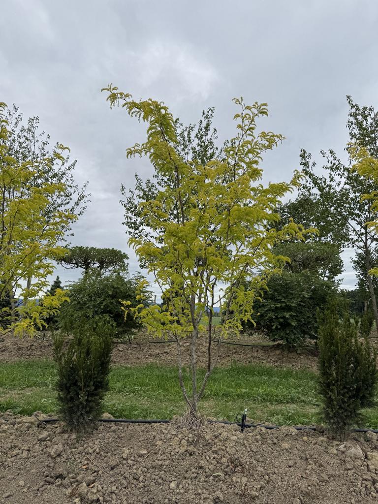 Gleditsia triacanthos 'Sunburst'