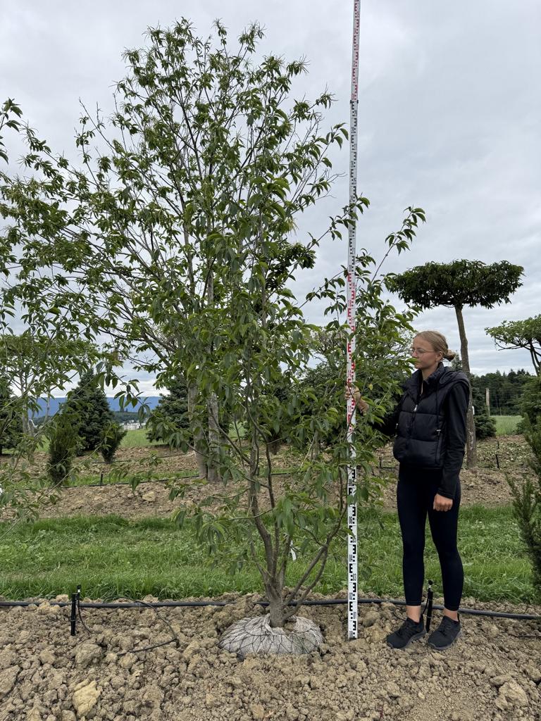 Alnus spaethii (x)