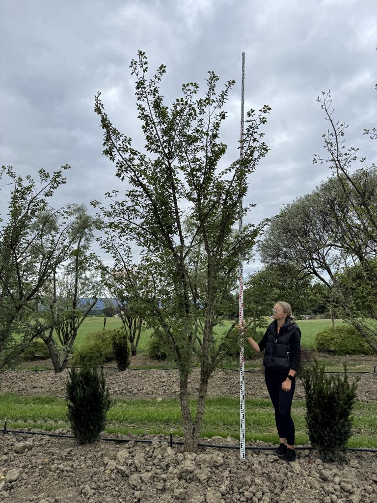 Ulmus minor 'Supercork'